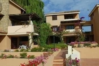 Bougainvillae